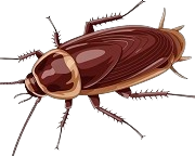 Cockroach Control Abu Dhabi